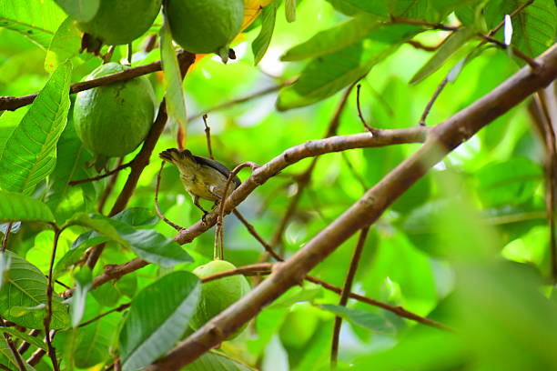 random clicks from a Sri Lankan garden showcasing natural greenery, tropical plants, flowers, leaves, and outdoor textures. Captures the peaceful atmosphere, vibrant nature, and organic details found in a home garden environment. Ideal for themes of tropical landscapes, biodiversity, calmness, and natural beauty.