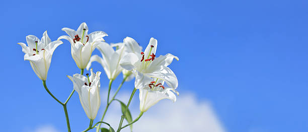 istock White Madonna Lily (Lilium candidum) Blooming Against Blue Sky 2248496221