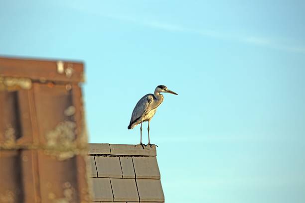 Grey heron standing on the edge of a tiled roof in clear morning light against a bright blue sky.