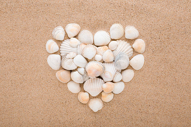 istock Created heart shape from white sea shells on dry light brown sand background. Closeup. Love concept. Closeup. Top down view. 2248496373