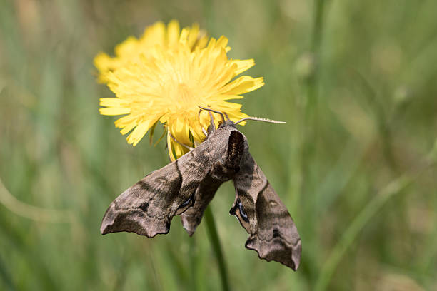 Eyed hawk moth resting in yellow flower