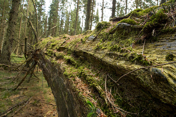 fallen tree that is rotting in a green forest in denmark, old fallen tree, natural decay in danish forest