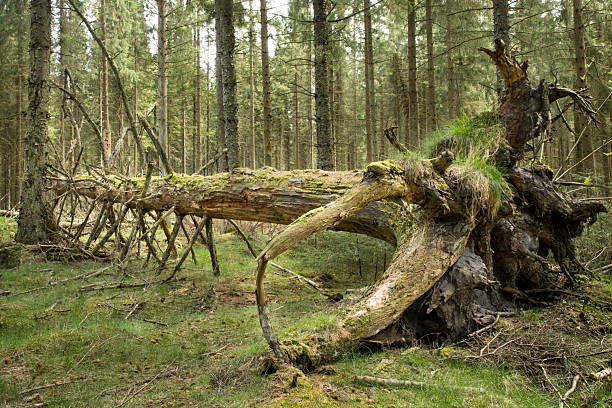 fallen tree that is rotting in a green forest in denmark, old fallen tree, natural decay in danish forest
