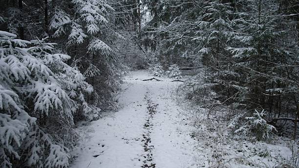 istock A peaceful trail winds through a snowy forest in Alaska Canada. Trees are covered in white snow, creating a tranquil winter scene that invites exploration and reflection 2248497017
