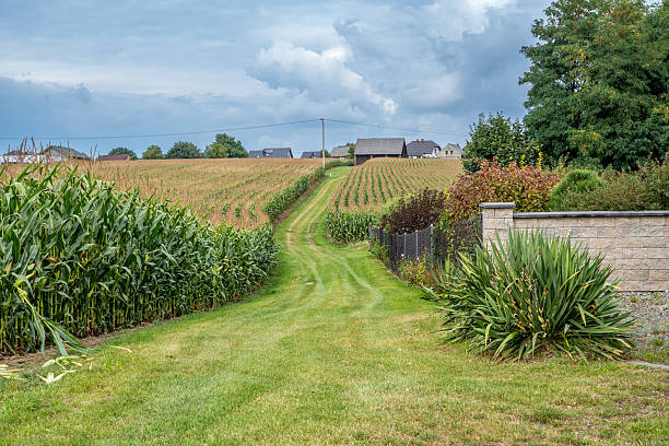 Narrow green country road runs uphill between cornfields and garden fences towards small village houses on the horizon under a cloudy blue sky.