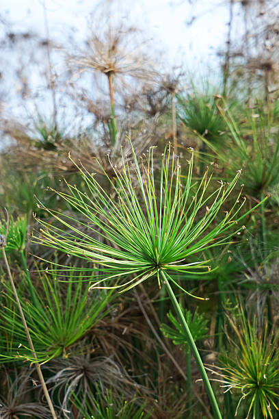 istock Close-Up of Cyperus Papyrus Plant in Natural Setting 2248502450