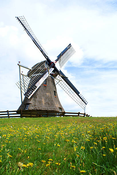 Traditional Dutch windmill with a thatched roof and wooden fence standing on a grassy hill covered with bright yellow dandelions. Clear blue sky with white clouds in the background. Captures travel, Dutch culture, and summer landscape.