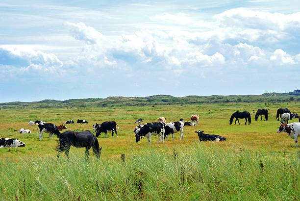 Cows and horses grazing together in a wide, green meadow on Ameland, surrounded by tall foreground grasses and dunes in the background. Captures rural life, Dutch landscape, and domestic farm animals under a bright sky.
