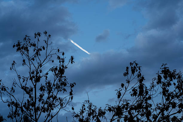 Evening sky scene with a bright white airplane contrail cutting through blue clouds above dark silhouetted tree branches.