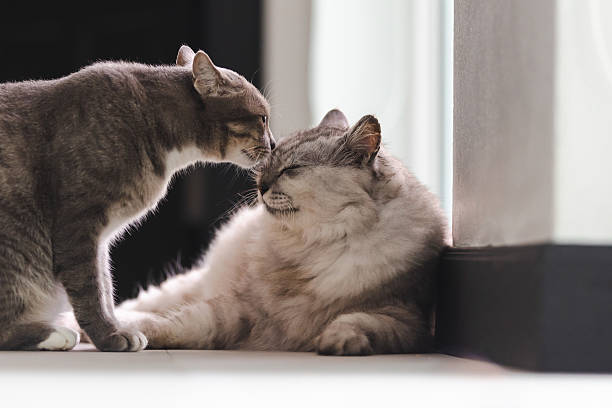 istock Two domestic cats friendship. 2248506202