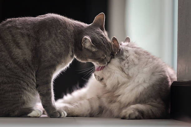 Domestic cats are sitting on floor in living room at home.