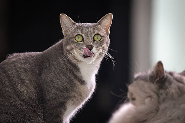 Domestic cats are sitting on floor in living room at home.