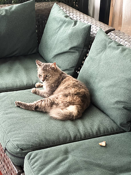 istock Cat Lounging on Green Outdoor Sofa in Cozy Patio Setting 2248506587