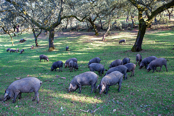 istock Iberian pigs graze peacefully in the meadow 2248508688