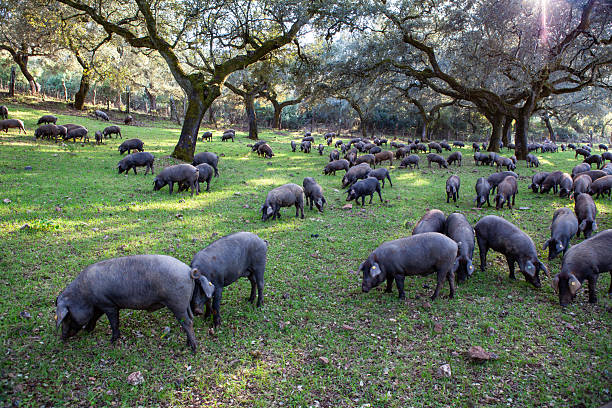 istock Iberian pigs graze peacefully in the meadow 2248508700