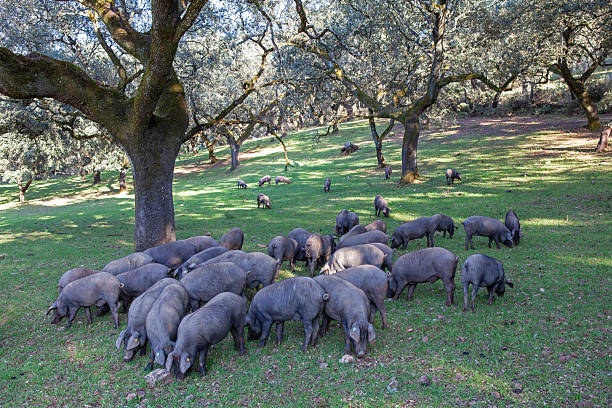 istock Iberian pigs graze peacefully in the meadow 2248508709