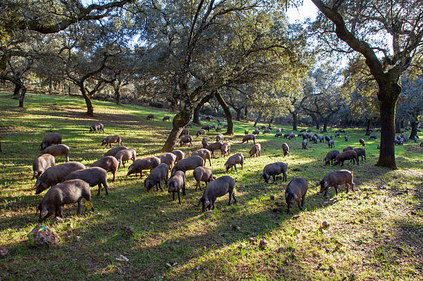 istock Iberian pigs graze peacefully in the meadow 2248508725