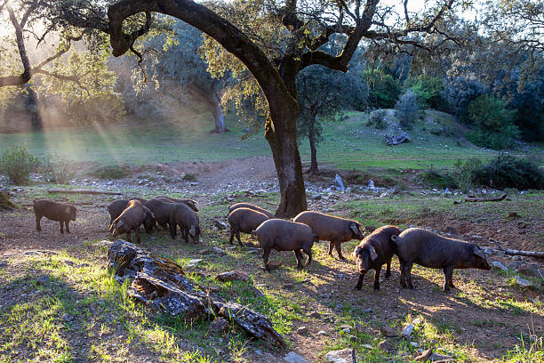 istock Iberian pigs graze peacefully in the meadow 2248508770