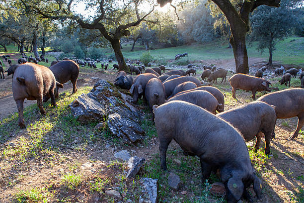 istock Iberian pigs graze peacefully in the meadow 2248508777
