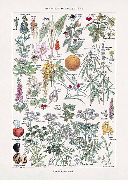 Vintage illustration about dangerous plants by Jacques Maurice Dessertenne from an old French dictionary.