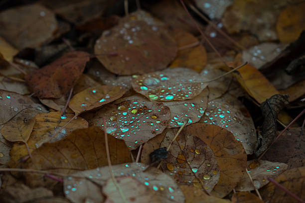 istock Wet Autumn Leaves on the Ground 2248509636