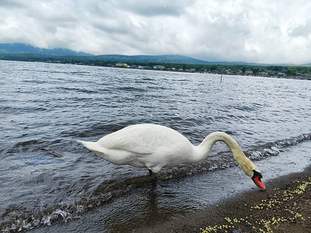 Swans foraging in the mountain lake