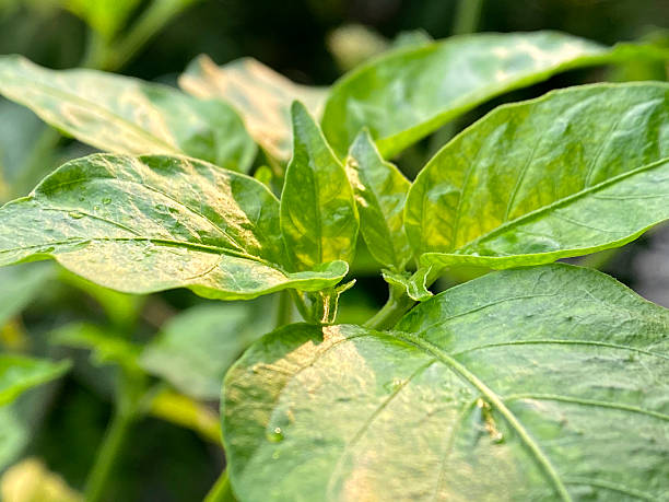 istock Vibrant Green Pepper Plant Leaves Closeup Texture Sunlight 2248510366