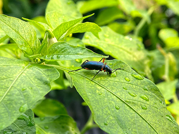 istock Black beetle resting on a wet green leaf macro photography 2248510510
