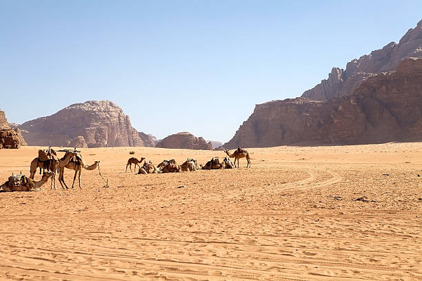 istock Dromedaries in Wadi Rum landscape, Jordan 2248510873