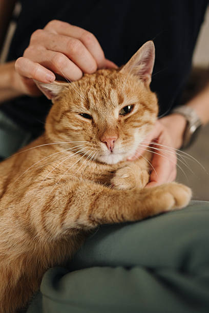 istock content kitty receiving gentle affection, peaceful tabby basking in warm indoor environment together 2248511086
