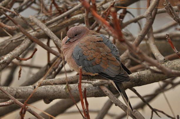istock Colorful dove resting on branches in a natural setting amidst autumn leaves 2248524176