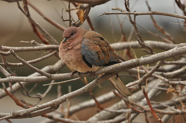 istock Calm dove resting on a bare branch during a quiet afternoon in nature 2248524177