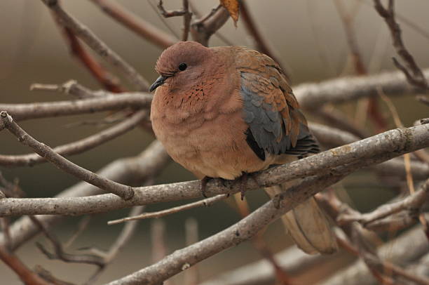 istock Bird resting on a branch in a natural setting during daytime near thin twigs and leaves 2248524197