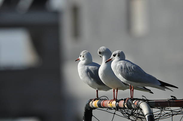 Three seagulls perched on a net basking in the sunlight near a cityscape