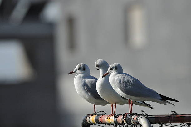 istock Seagulls perched on a railing by the seaside during bright daylight in a coastal setting 2248524241