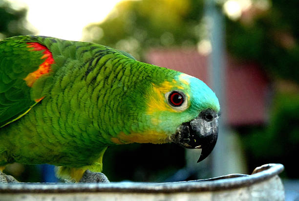 Chauá parrot at the zoo