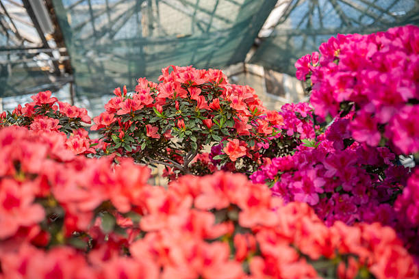 istock Vibrant blooming Azalea Flowers in a Greenhouse 2248526033