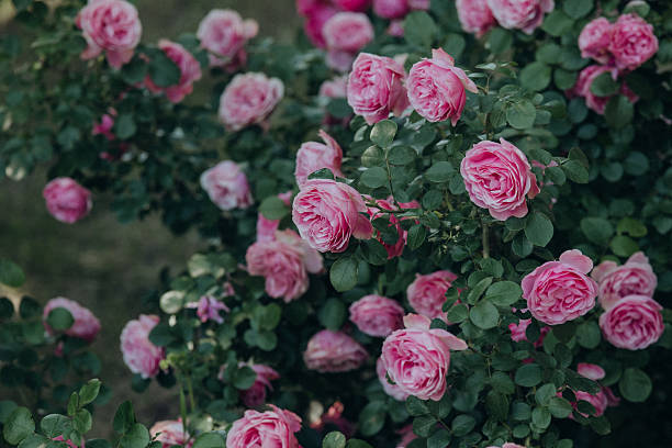 istock Roses bloom vibrantly in a lush garden filled with greenery under soft sunlight 2248526179