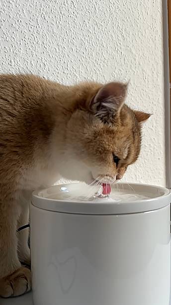 istock Domestic Cat Drinking Fresh Water 2248526296