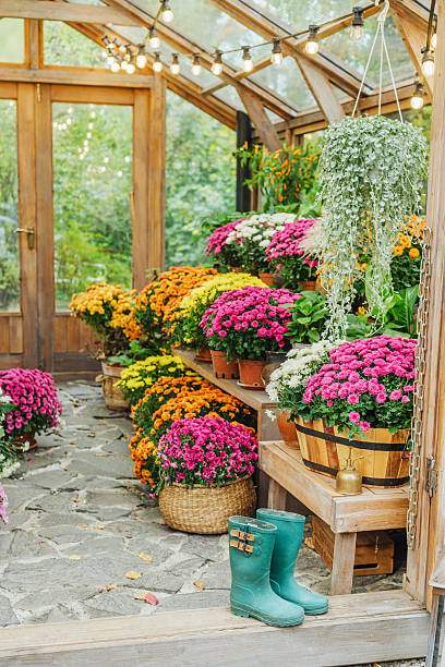 Colorful chrysanthemums arranged in a rustic greenhouse with hanging plants and gardening boots