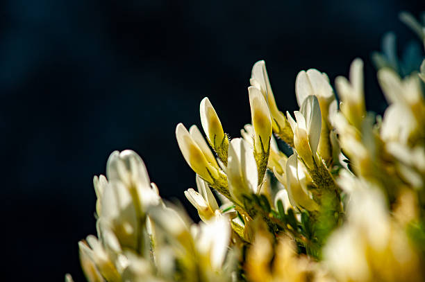 Feathered astragalus detail - Astragalus ptilodes