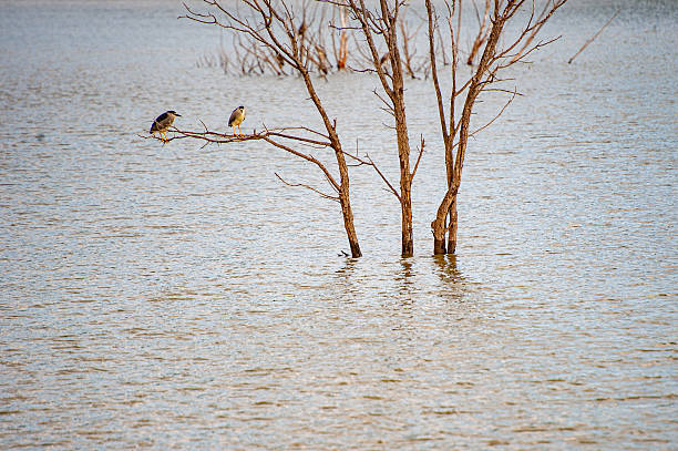 Two grey heron birds on tree branch in lake