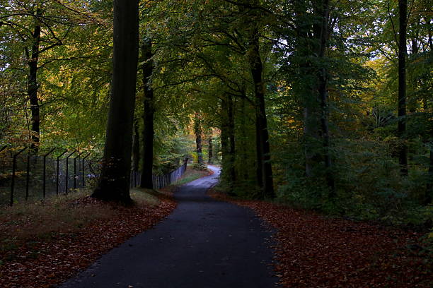 Forest in the countryside in summer / early autumn
