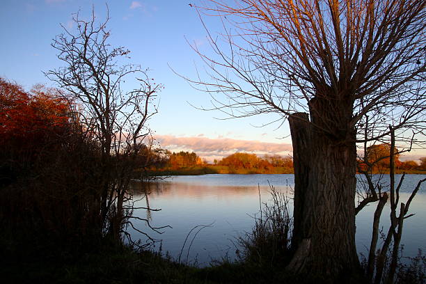 istock The willow tree's view of the lake 2248529079