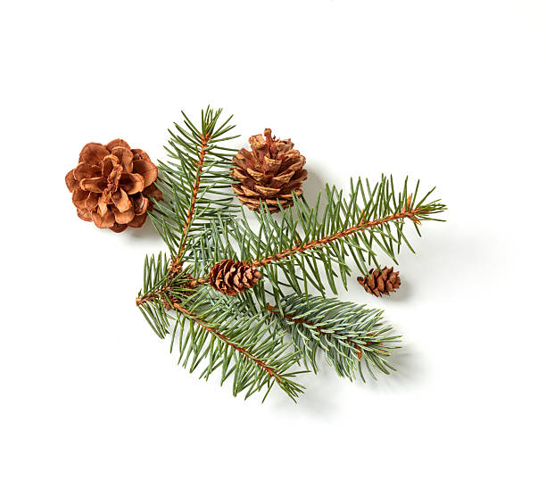 istock Fir branch and cones close up 2248529242