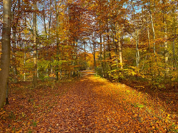 The gate leading out of the forest in autumn colors
