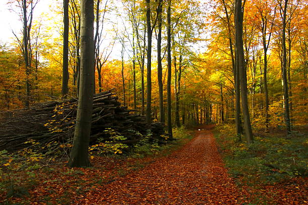A firewood pile in beautiful surroundings of autumn colors