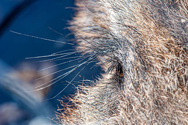 Eye of the wild boar