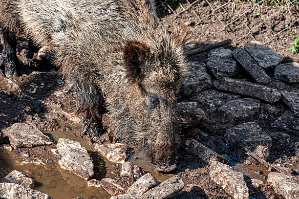 Wild boar at the water's edge