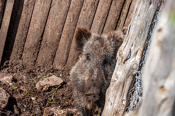 Picture showing the beautiful markings around the eye typical for an adult red river hog.